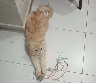 persian cat for adoption