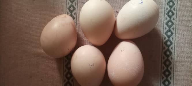 peacocks eggs