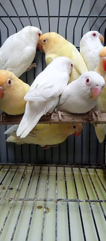 love Birds Breeder pair and Chicks