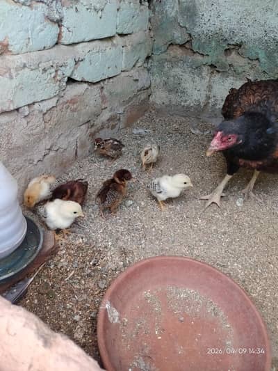 Aseel chicks 7 piece