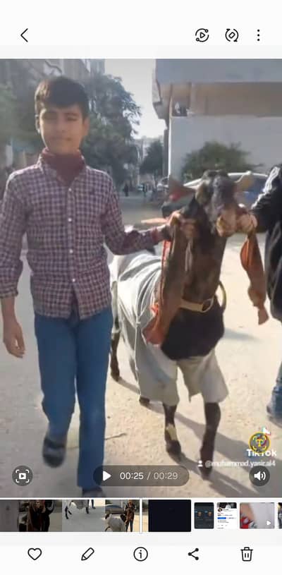 4 dant bakra hai 312 8815403