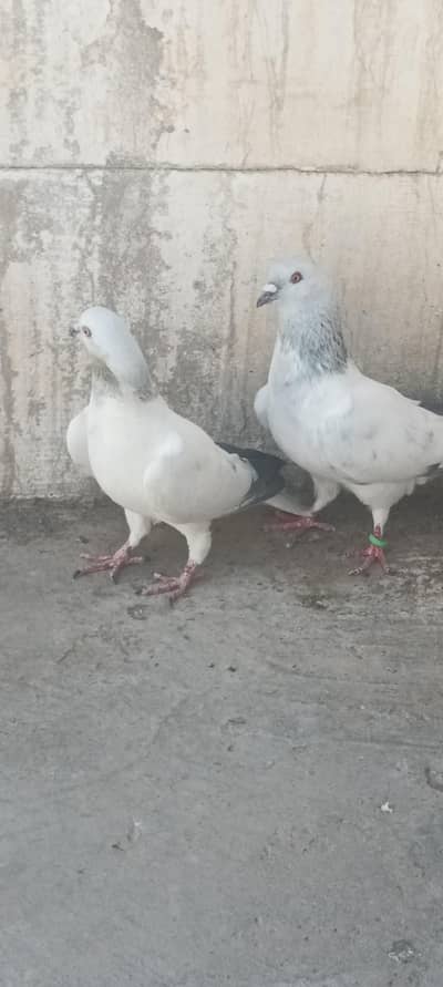 two parir of kabuli pigeon