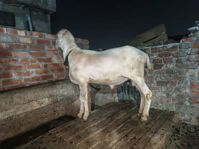 donda bakra ha full healty active