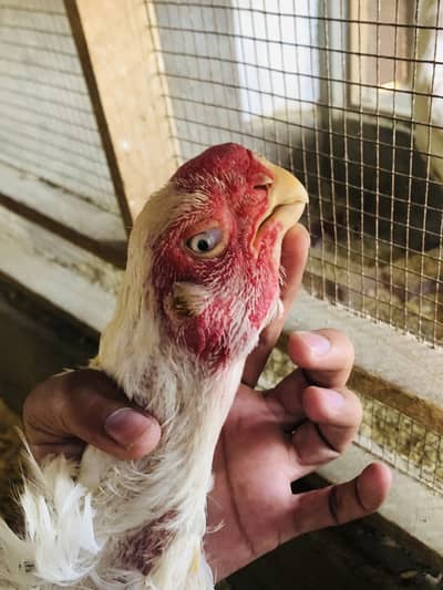 Parrot Beak Female | Indian parrot Beak Female | parrotbeat hens