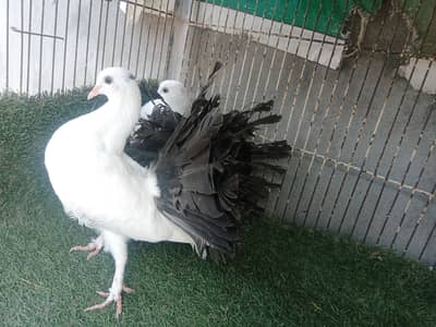 black tail Luka pair for sale