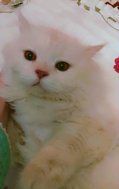 Persian triple coat cat for sale