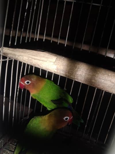 beautiful fishers ha in home