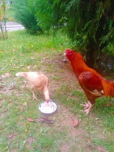 4 sale Hen laying eggs & murgha(0336-0956495)