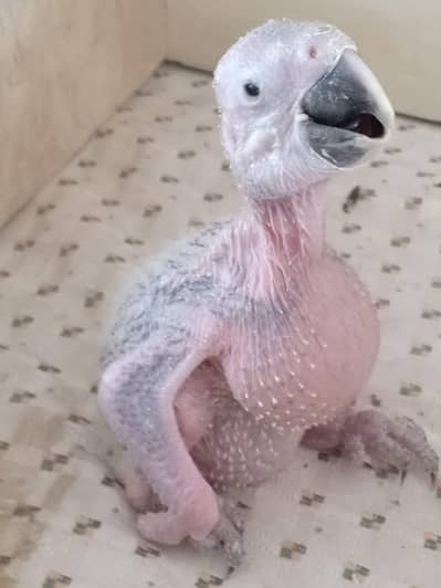 macaw  Healthy Baby Parrot (25 Days Old)