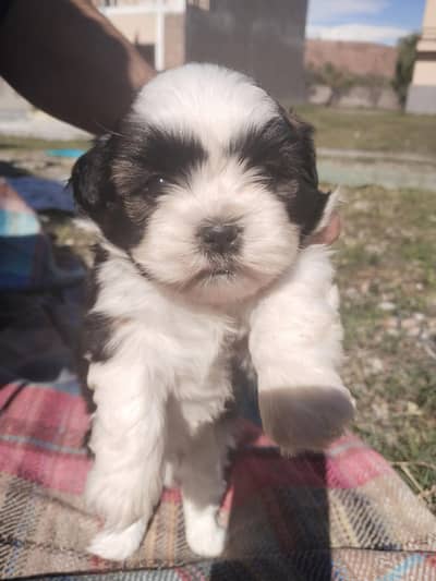 shitzu puppies for sale 0/3/3/1/5/7/5/4/3/1/3
