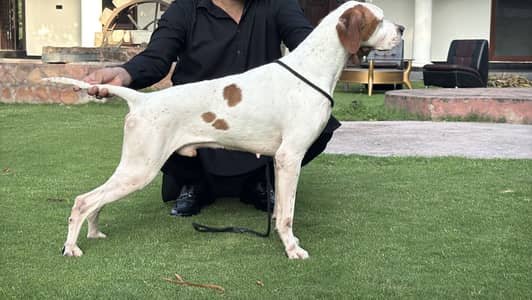 English pointer male