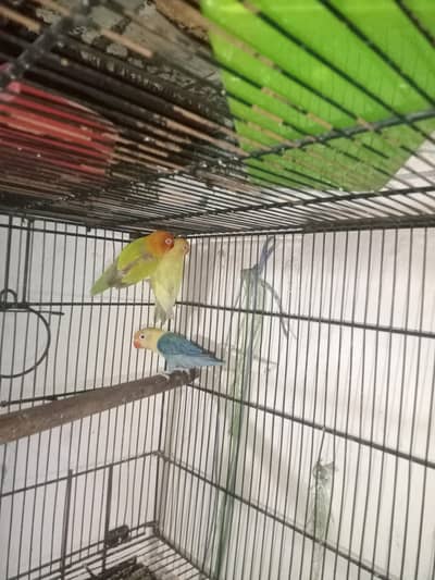 love birds and cage 3 by 1.5