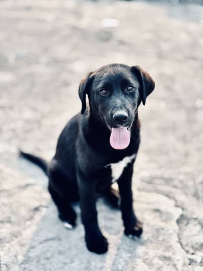 Labrador Dog For sale Urgent
