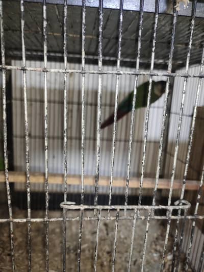 green chick conure yellow ssided