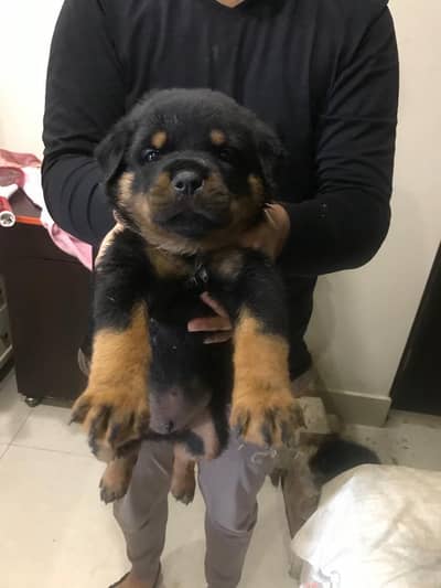 Rottweiler Puppies
