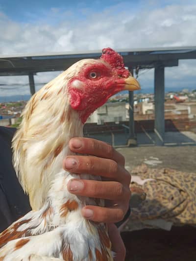 Aseel murga for sale