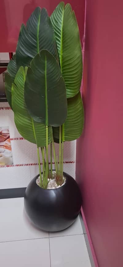 new plant selling urgent condition 10/10
