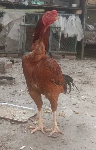 Thai mianwali cros bred eggs