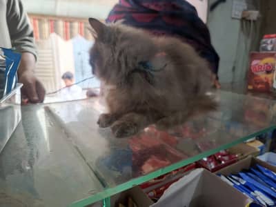 I am selling my pair of cat