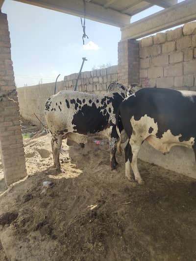 Bulls for sale/Waxcha for sale/qurbani for sale