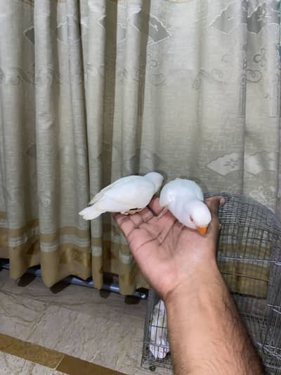 Handtame+Very friendly lovebirds for sale!