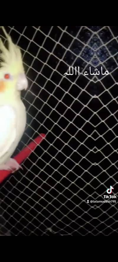 Cocktail . Buggies And Love Birds  For Sale