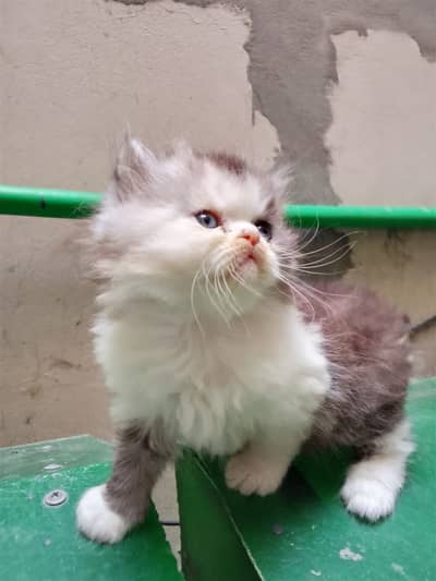 punch male kitten for sale ,healthy and active, toilet trained