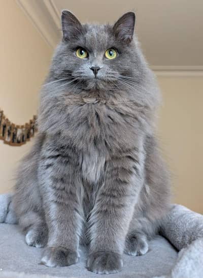 adult and kittens for sale