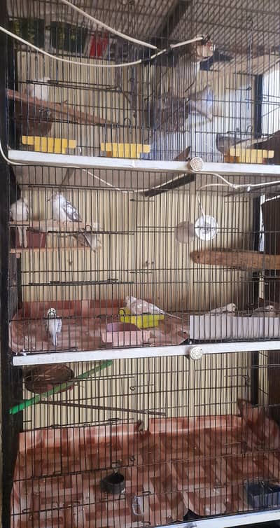 6 portion Iron Cage size 1.5/1.5 urgent Sale 03222.0888. 69