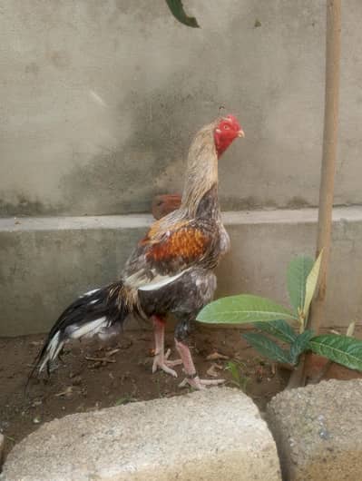 Aseel Murga For Sale