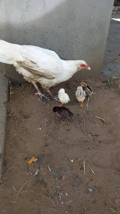 2 white aseel  hens hain bachoon ka sath hain