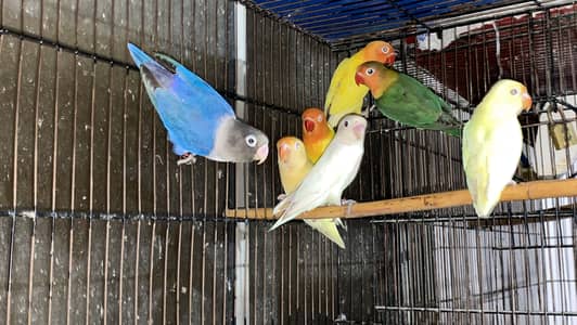 Parrots for sale