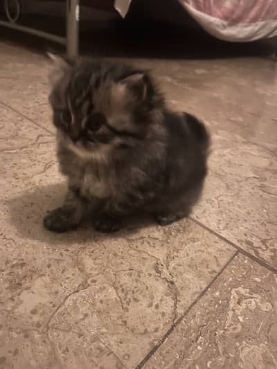 persian kittens with adult cat