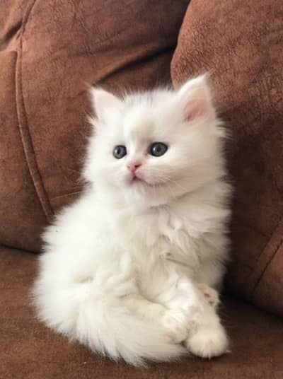 white persian kitten for sale