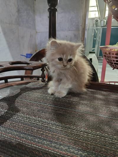 Kitten for sale