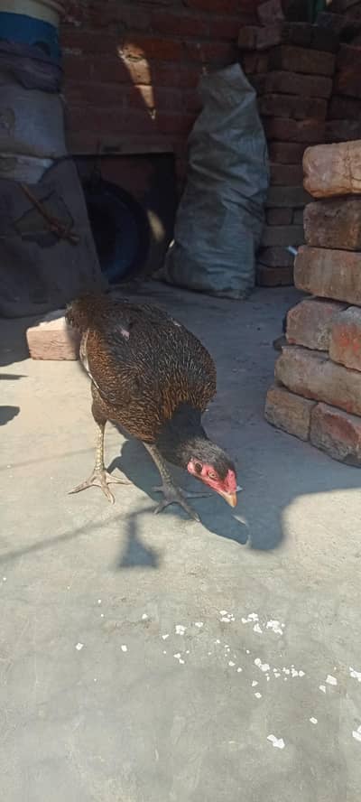 Ghar ki Pali hui Active Murgi for Sale