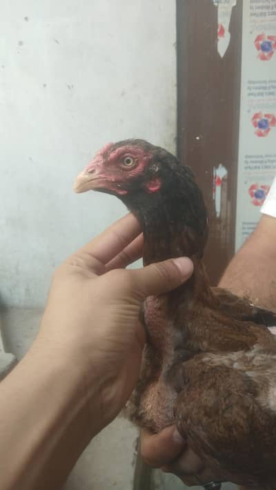 ASEEL MURGI FOR SALE