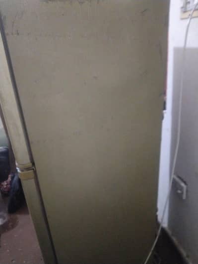 03009440081 Dowlance  3 years old for sale