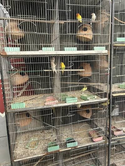 australian parrot and love birds with multiple eggs and kids