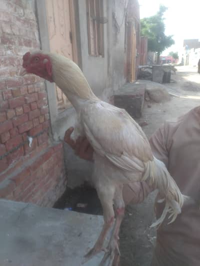 white aseel male age 1 year