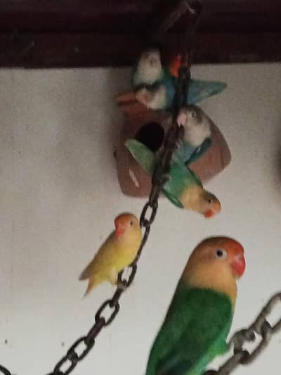 lovebirds available for sale