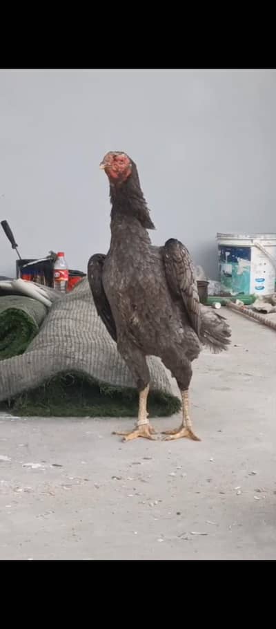 imported ring birds female blue oh shamo
