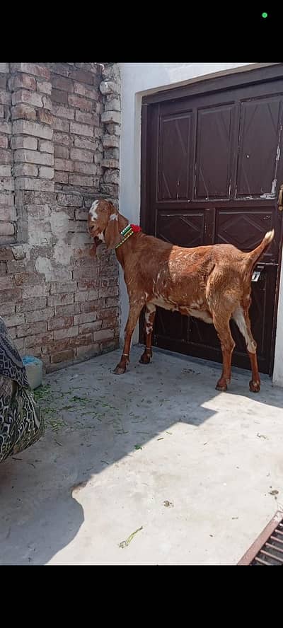 whtsap call 03404505419