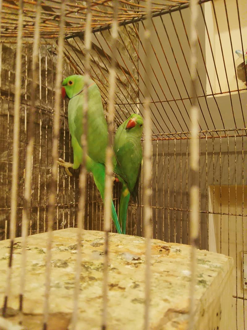 parrots  0