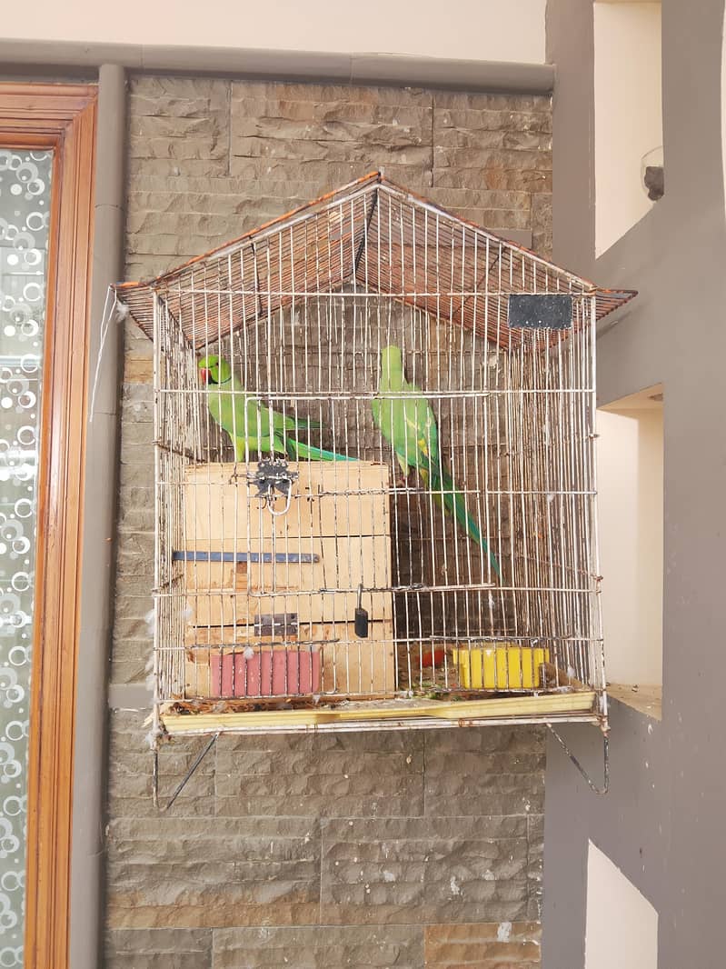 parrots  1