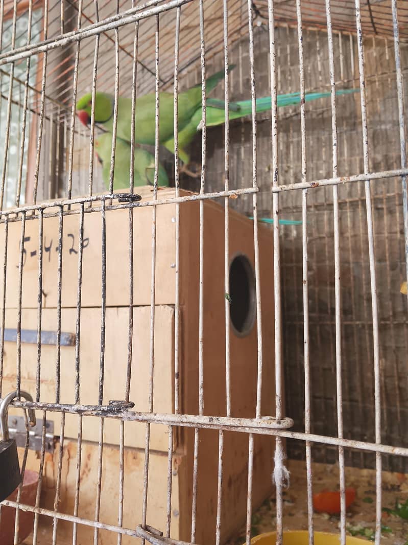 parrots  2