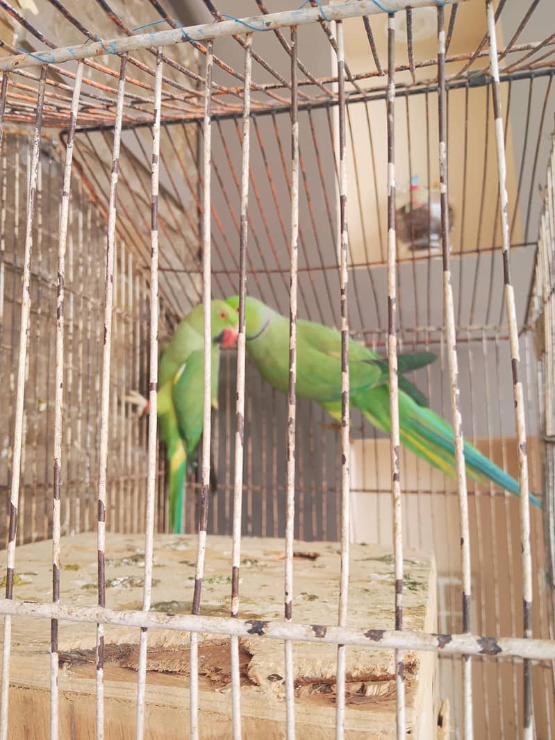 parrots  3