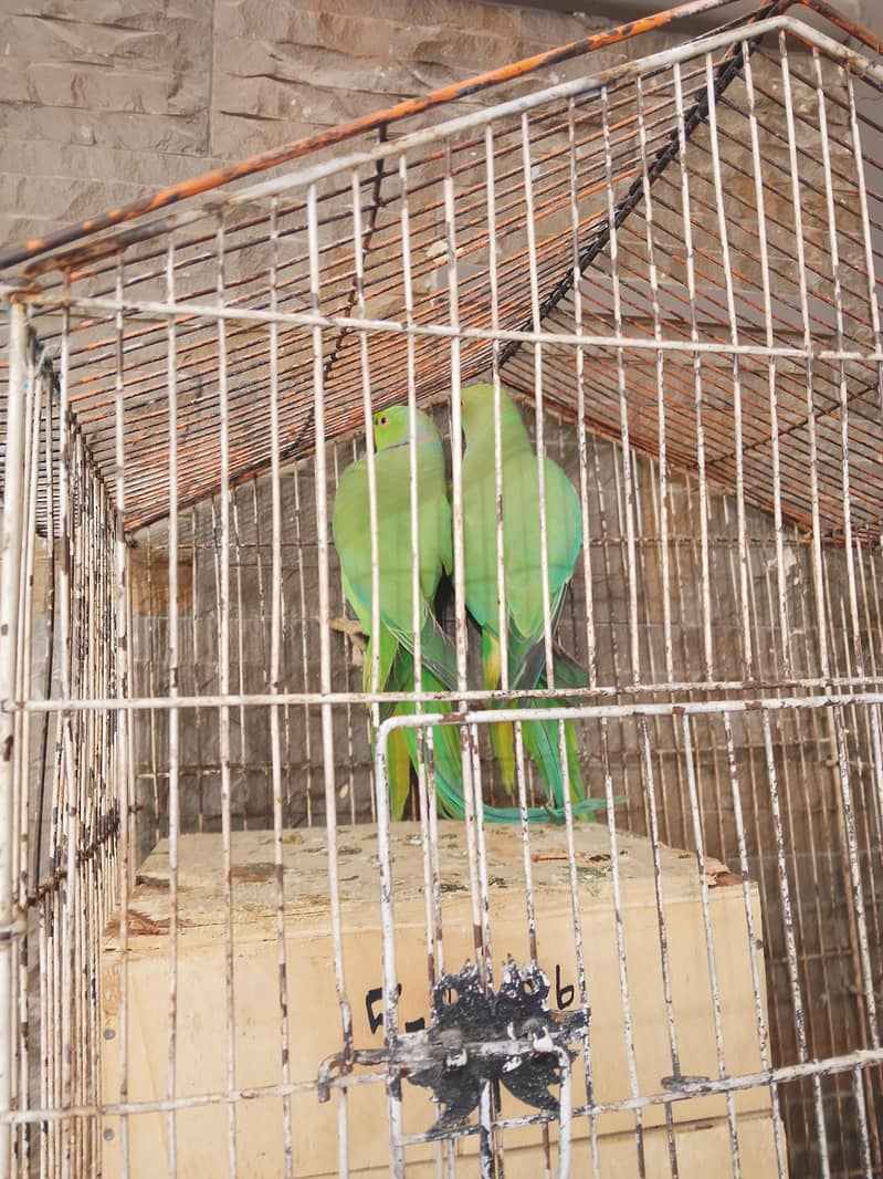 parrots  4