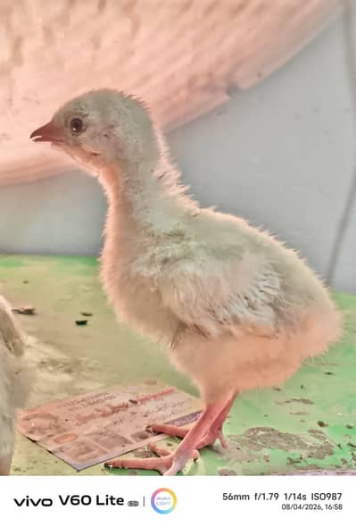 Turkey Bird Chicks For Sale