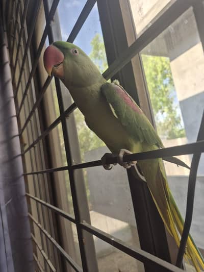 raw Parrot jumbo size mashallah  talking female urgent sale